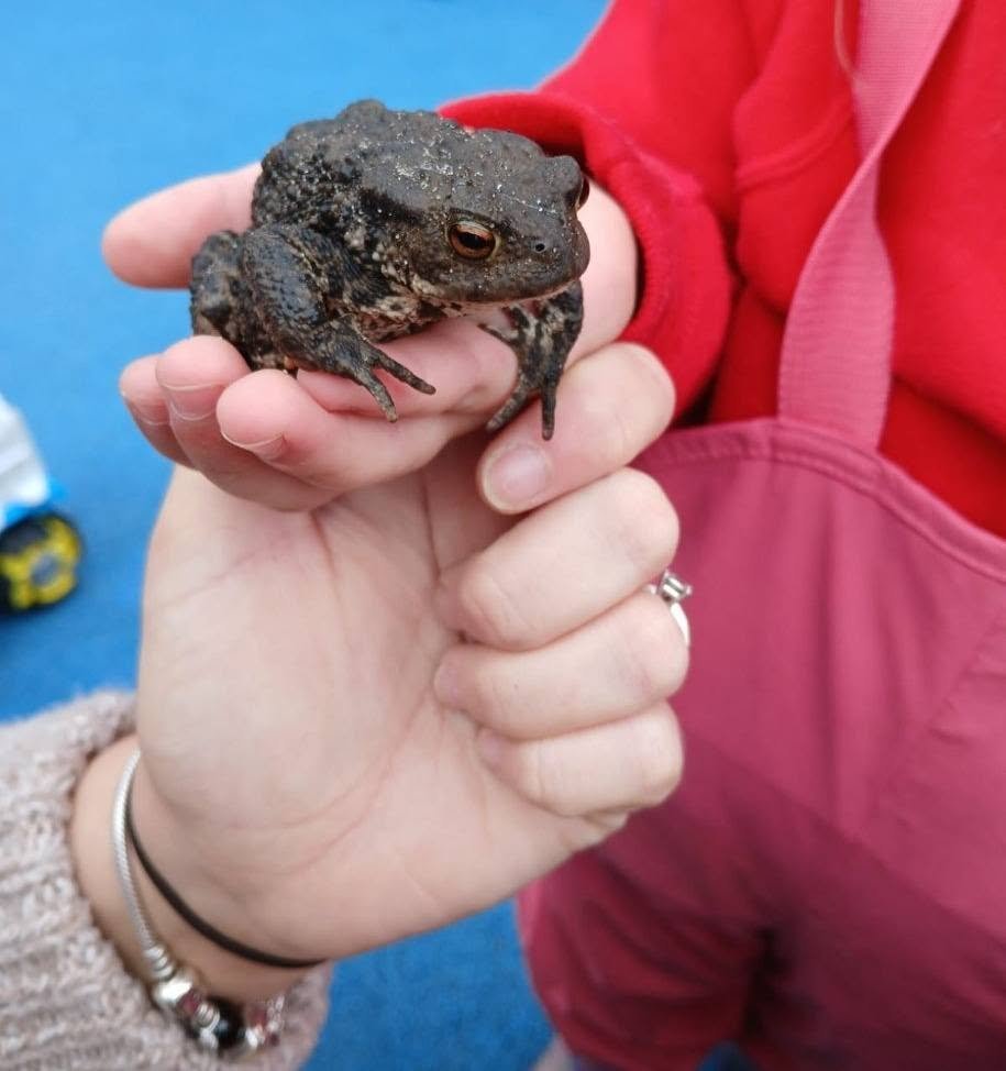 A child discovering a frog at Lilleshall Preschool